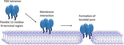 Current Perspective on the Membrane-Damaging Action of Thermostable Direct Hemolysin, an Atypical Bacterial Pore-forming Toxin